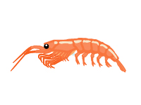 Shrimp