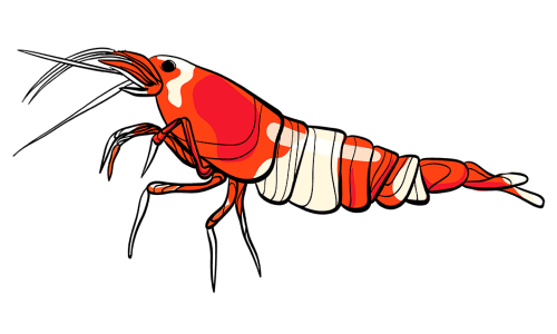 Red Bee Shrimp